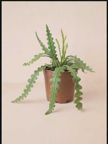 Epiphyllum Anguliger