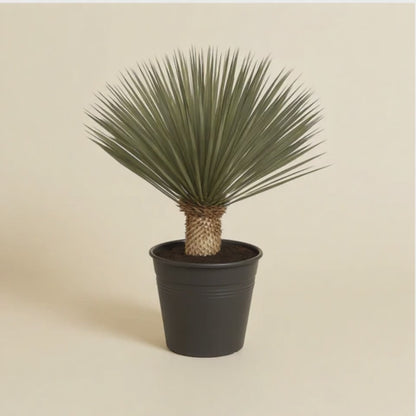 Yucca Rostrata