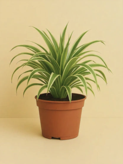 Chlorophytum