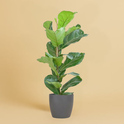 Ficus Lyrata + pot