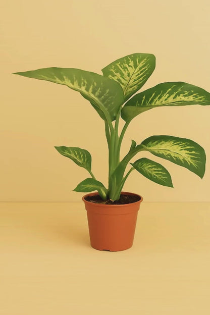 Dieffenbachia Seguine