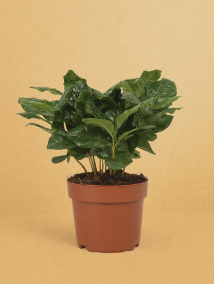 Coffea Arabica