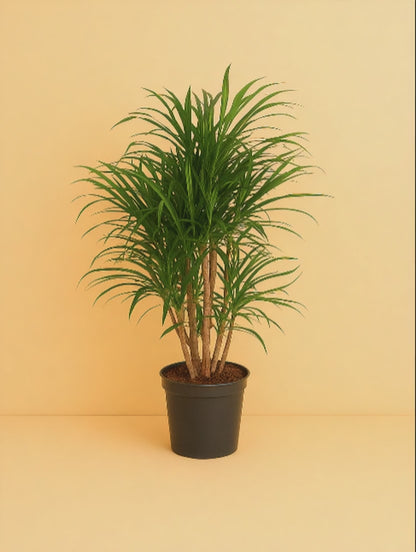 Dracaena Anita