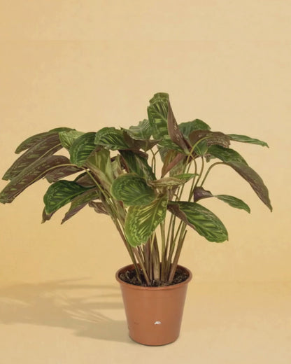 Calathea Flamestar