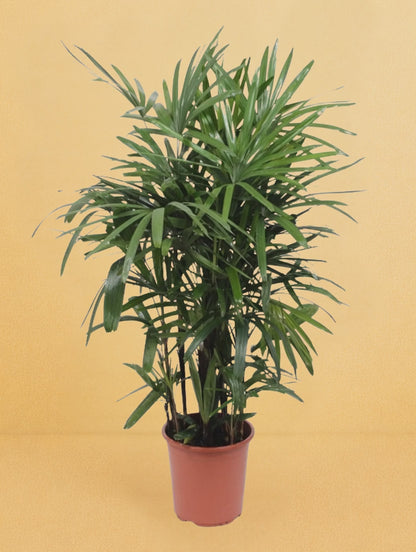 Rhapis Excelsa