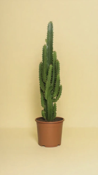 Euphorbia Trigona