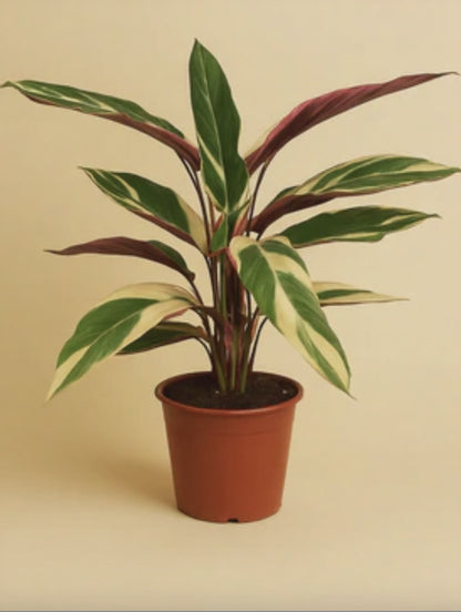 Calathea Triostar
