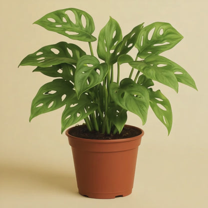 Monstera Monkey