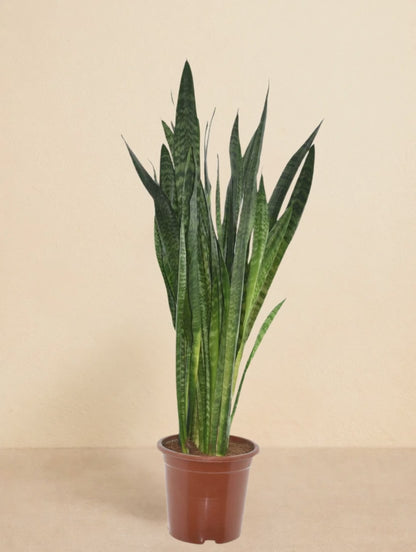 Sansevieria Zeylanica