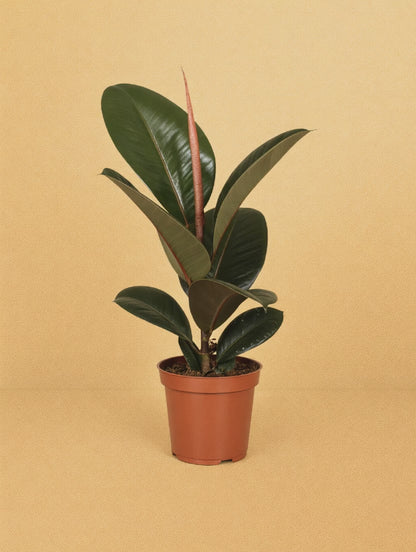 Ficus Elastica Robusta