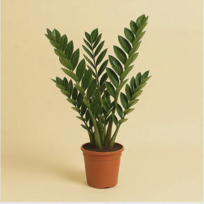 Zamioculcas Zamiifolia
