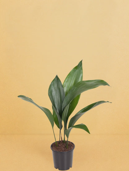 Aspidistra Elatior