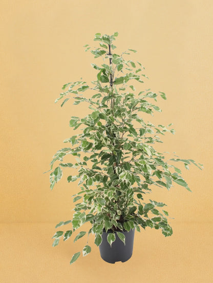 Ficus Benjamina Twilight