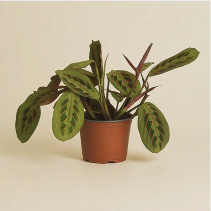 Maranta Leuconeura Fascinator