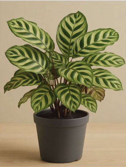 Calathea Makoyana