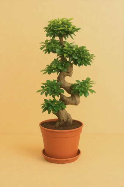 Ficus Ginseng