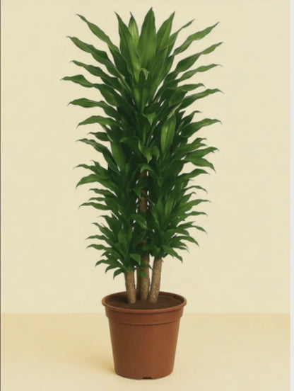 Dracaena Janet Lind vertakt