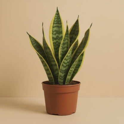 Sansevieria Futura Superba