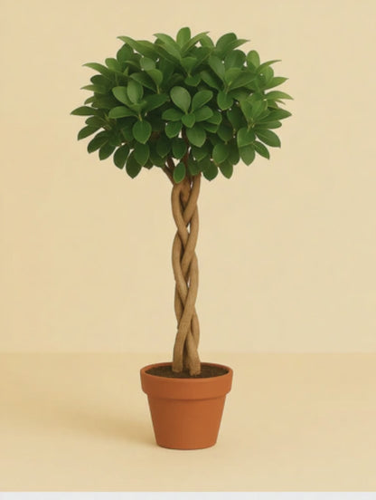 Ficus Micr. Moclame