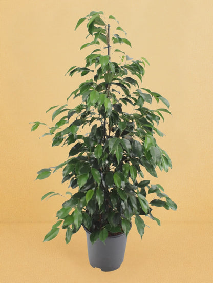 Ficus Benjamina Danielle