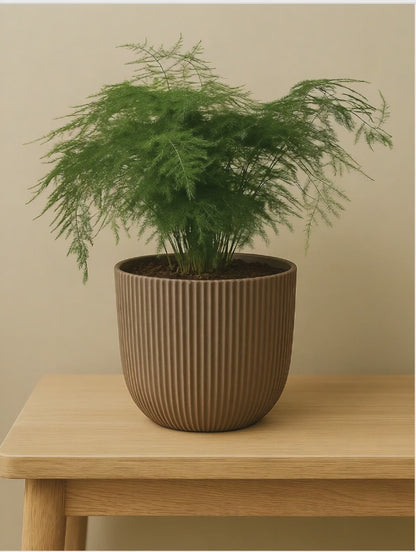Asparagus Setaceus