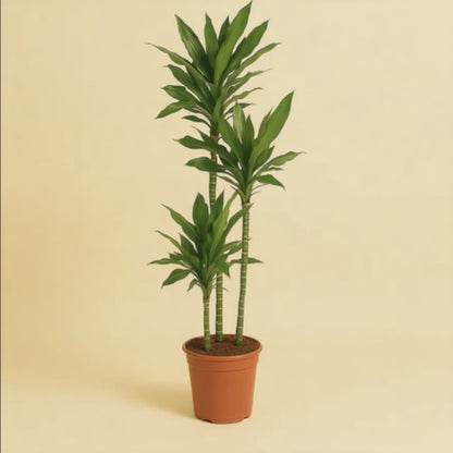 Dracaena Janet Lind