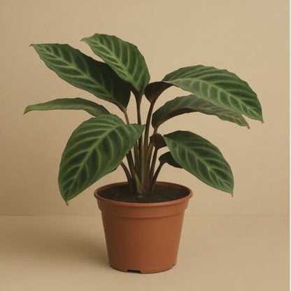 Calathea Warscewiczii