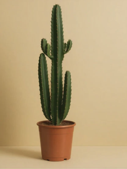 Euphorbia Acrurensis