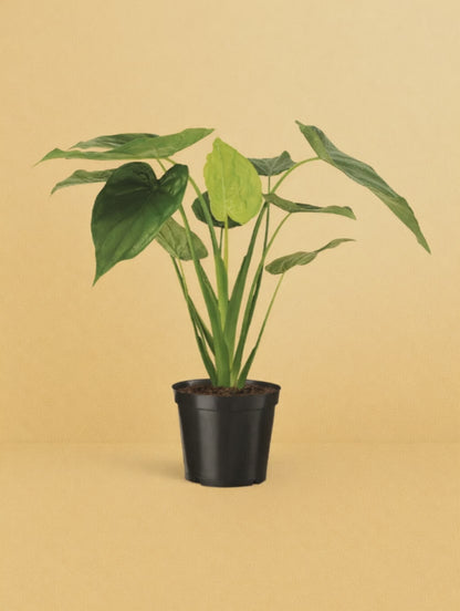 Alocasia Cucullata