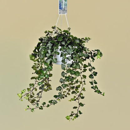 Hedera Wonder Green