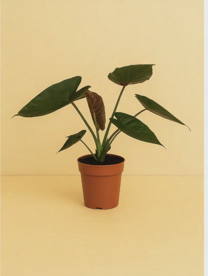 Alocasia Wentii