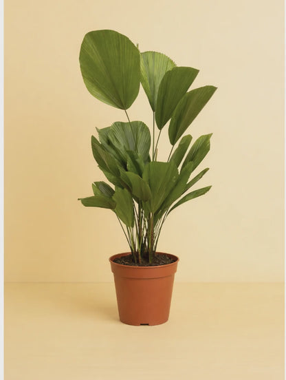 Licuala Grandis