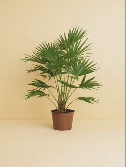 Livistona Chinensis