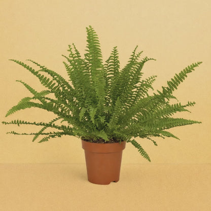 Nephrolepis Green Lady