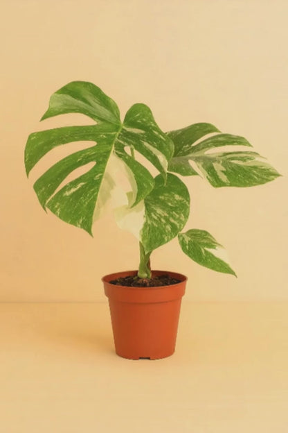 Monstera Deliciosa Variegata