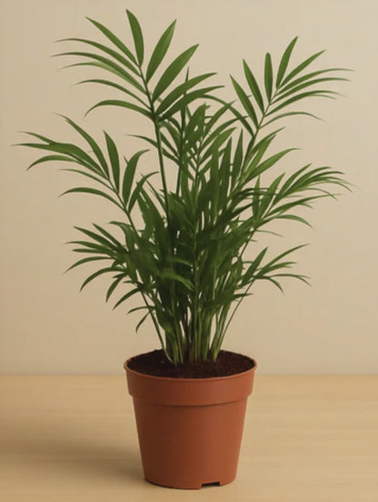 Chamaedorea Elegans