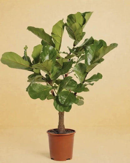 Ficus Lyrata vertakt