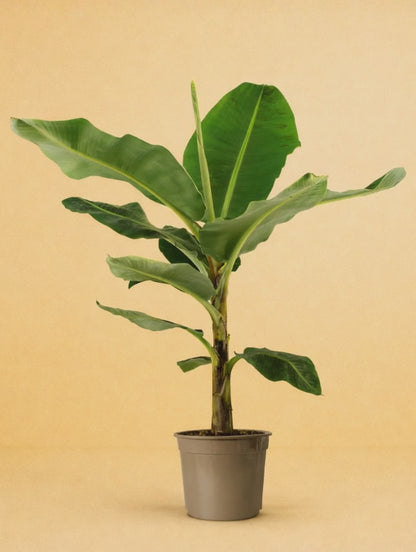 Bananenplant