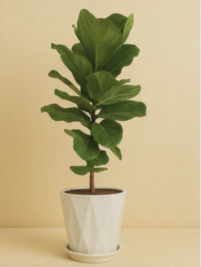 Ficus Lyrata