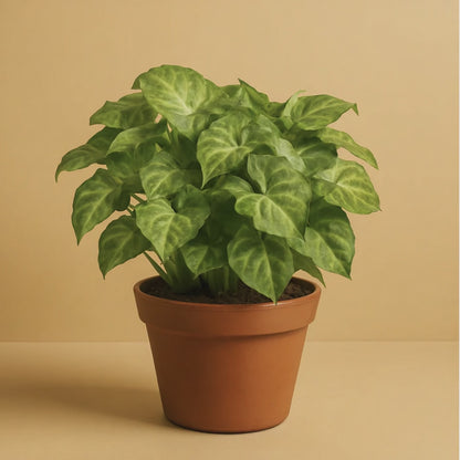 Syngonium Pixie