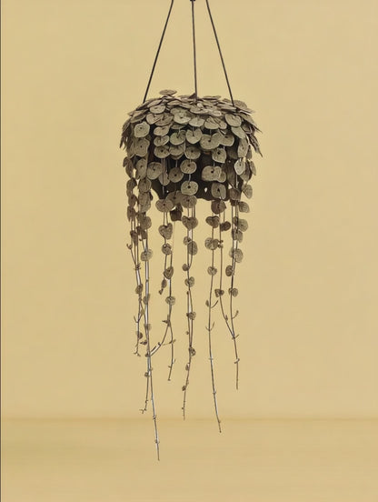 Ceropegia Woodii Variegata