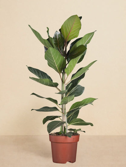Ficus Benghalensis