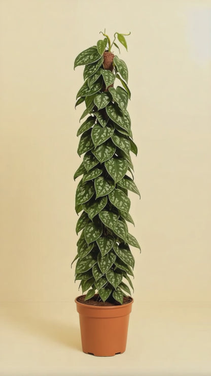 Scindapsus Pictus Trebie Mosstok
