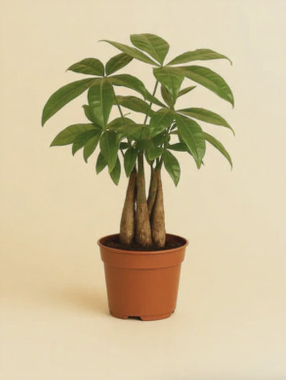 Pachira Aquatica