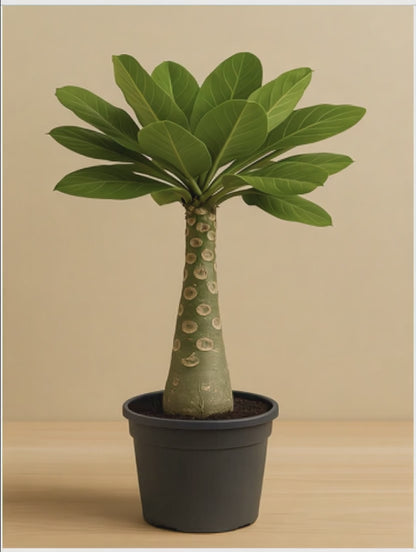 Birghamia Insignis