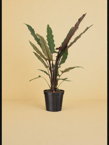 Alocasia Lauterbachiana