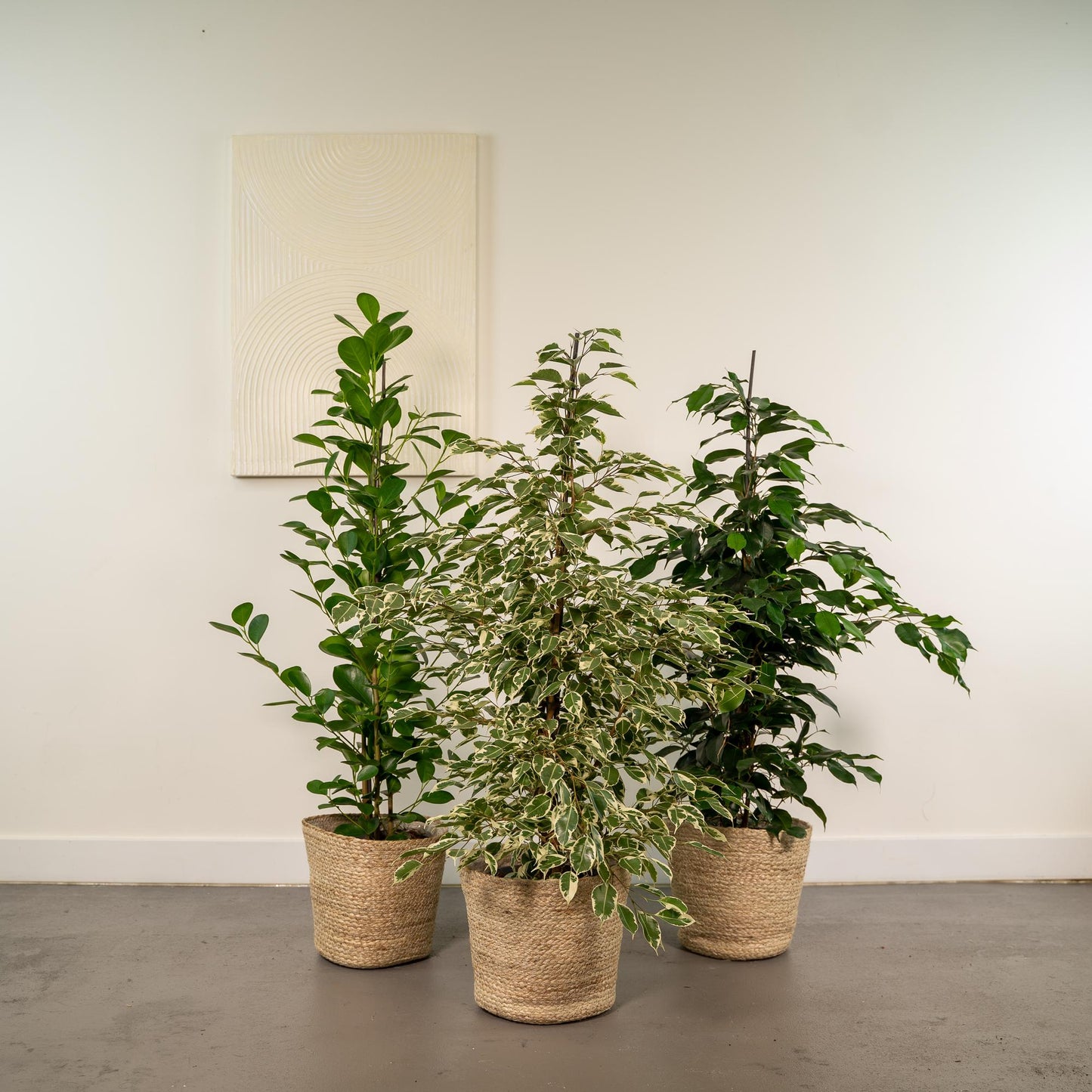 Ficus Benjamina Danielle + Ficus Benjamina Twilight + Ficus Microcarpa Moclame + Mand Selin