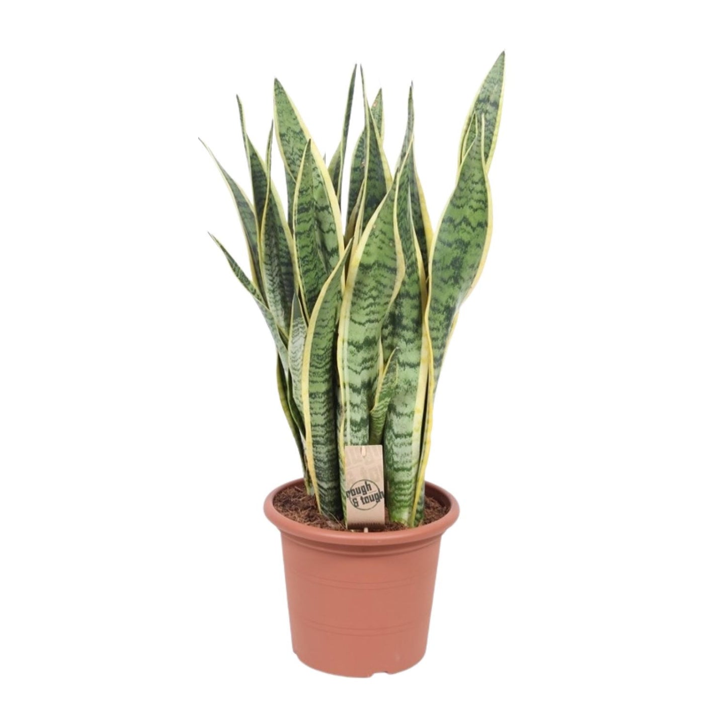 Sansevieria Trifasciata Laurentii