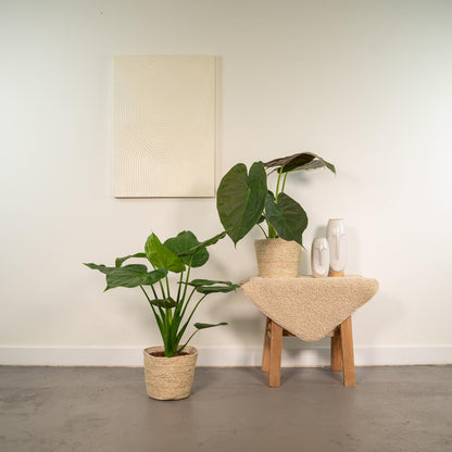 Alocasia Cucullata & Alocasia Wentii + Mand Selin
