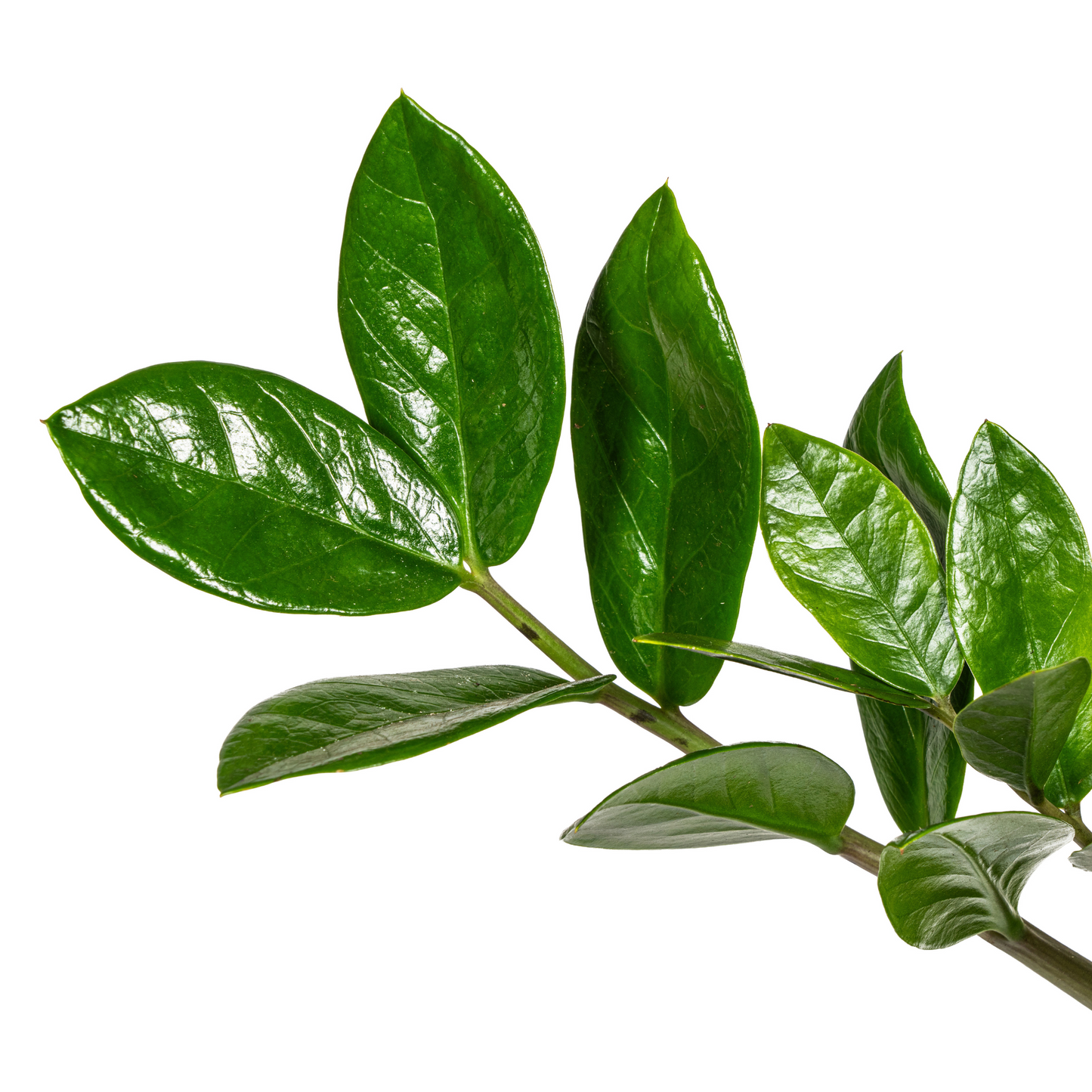 Zamioculcas Zamiifolia